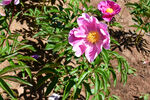 芍药花