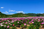 长城花海