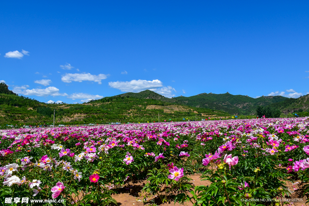 长城花海