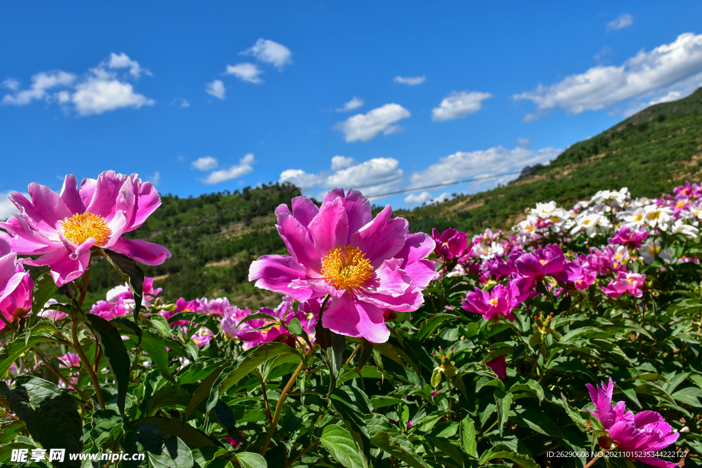 芍药花