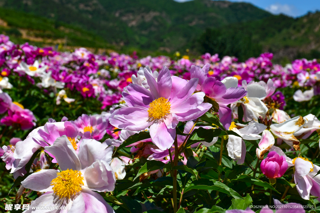 芍药花