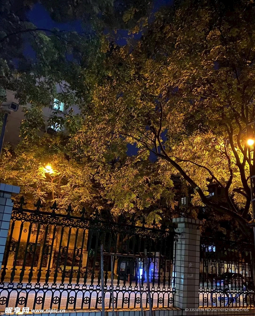 栏杆与树