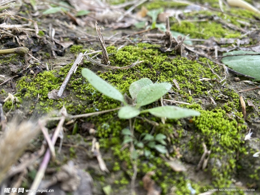 苔藓