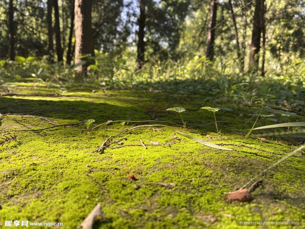 苔藓