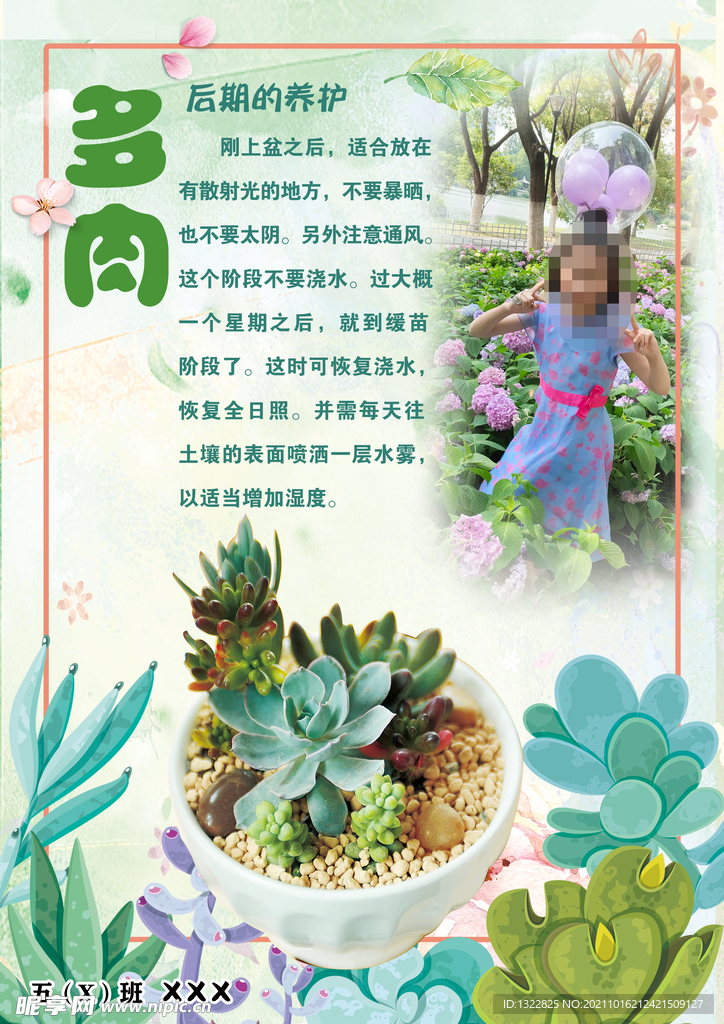 植物小报