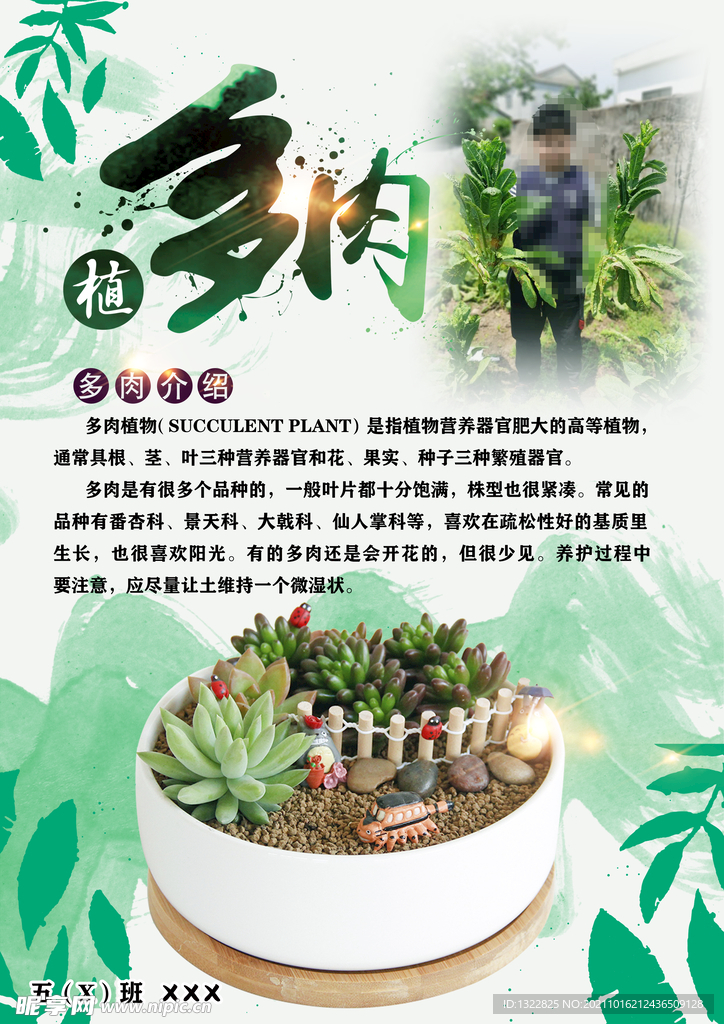 植物小报