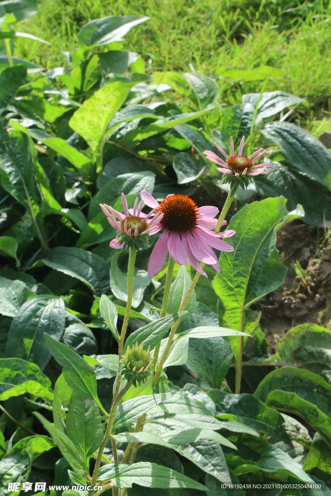 松果菊 