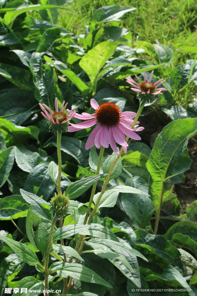 松果菊