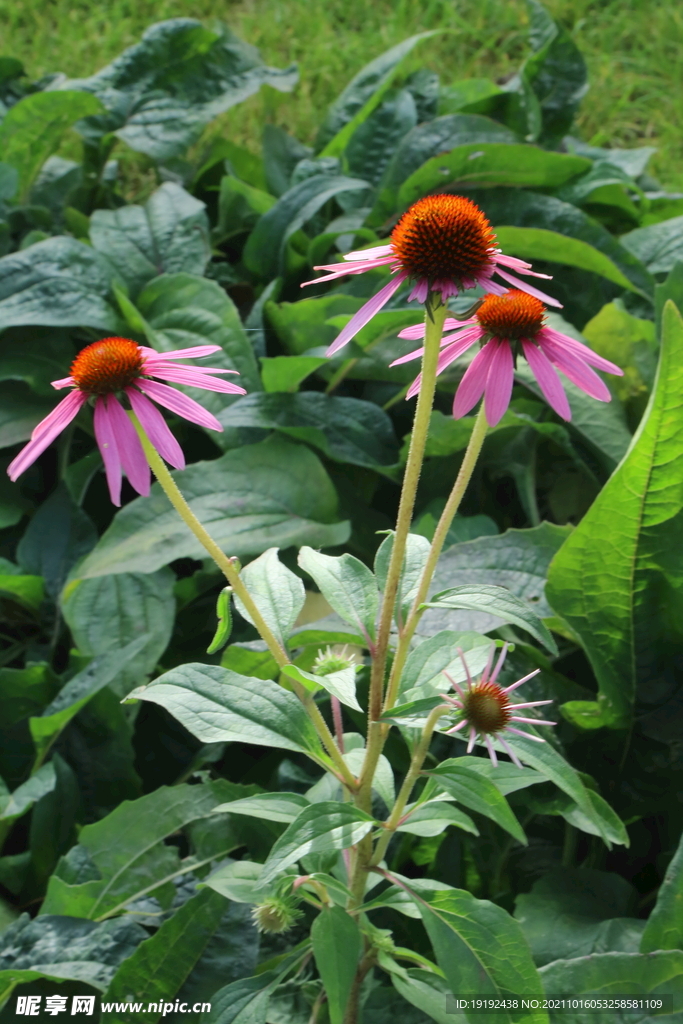松果菊