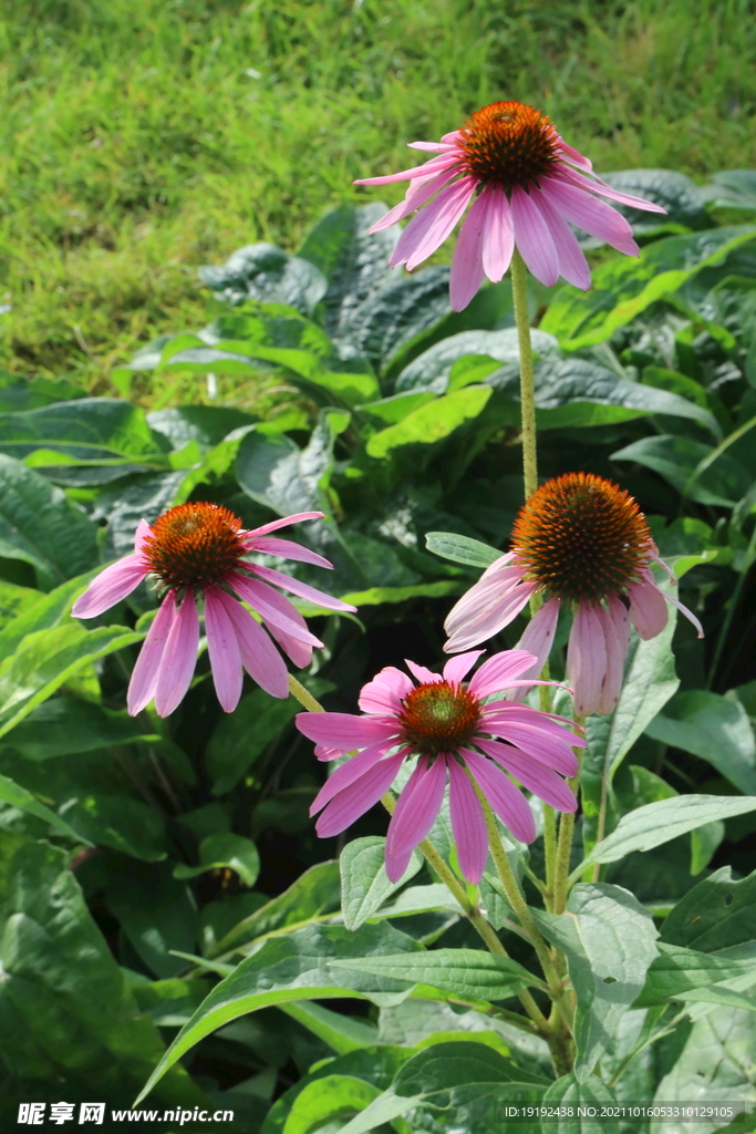 松果菊 