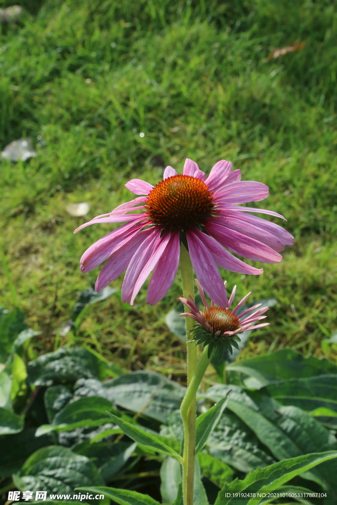 松果菊