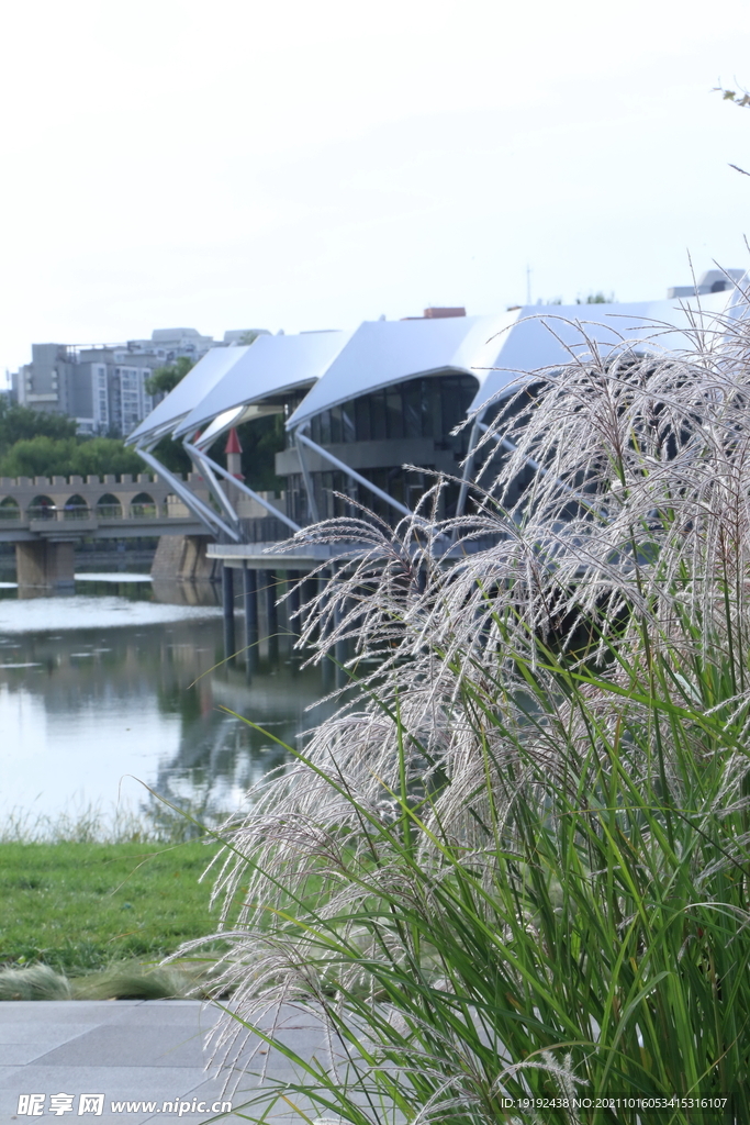 芒草风景