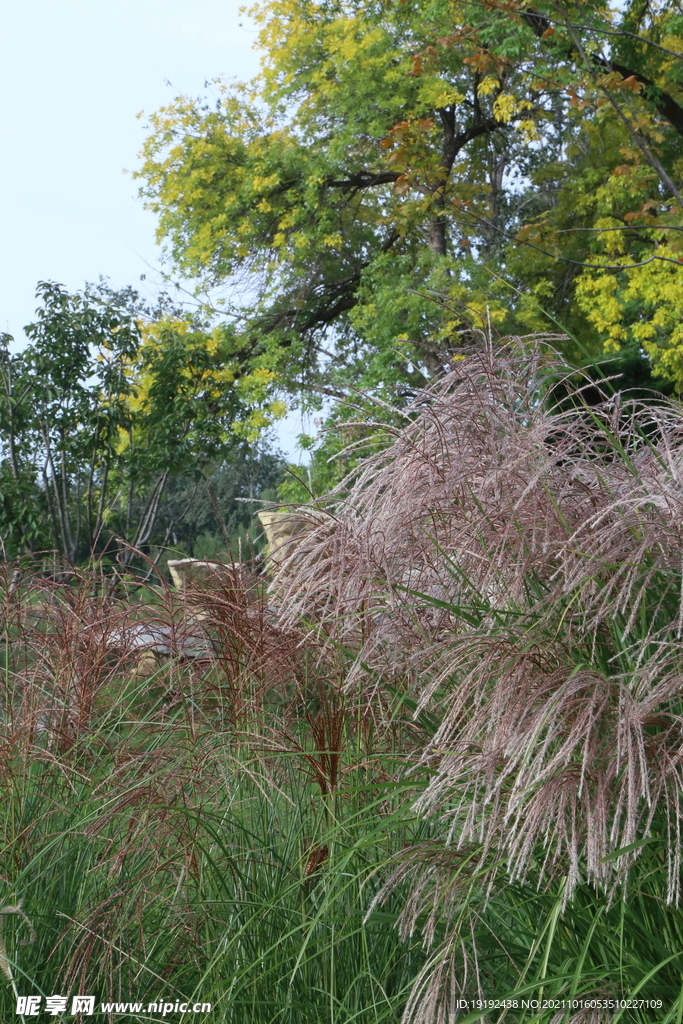 芒草风景 