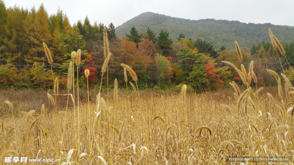 秋天本溪山里彩色的山林和草地