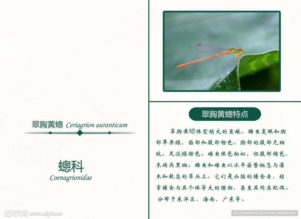 昆虫界 蜻蜓 蟌科 翠胸黄蟌