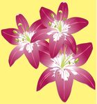 百合花