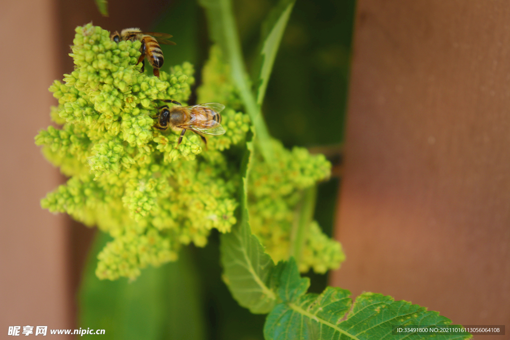 清新绿色植物蜜蜂采蜜大自然