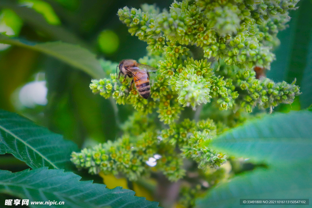 绿色植物蜜蜂采蜜大自然