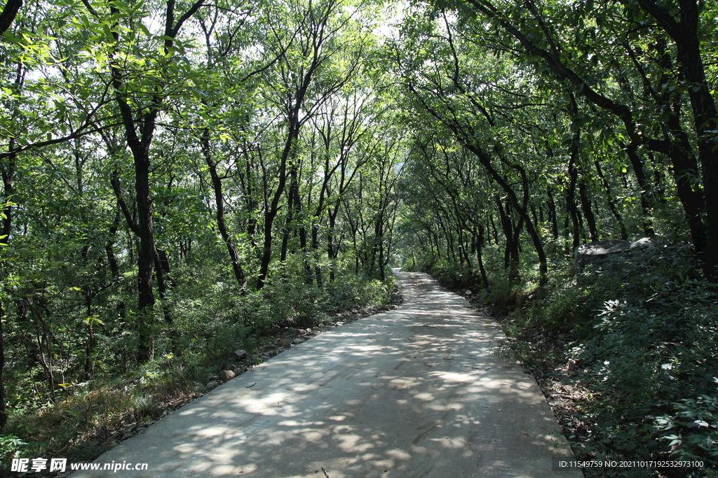 林间小路