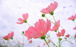 粉花