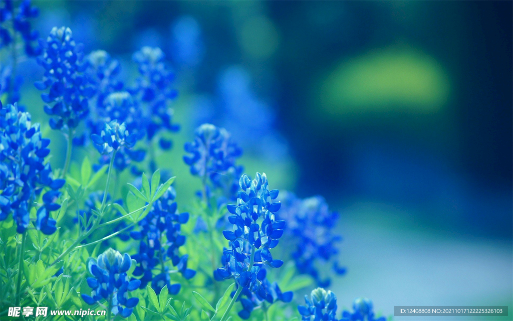 花草