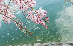 海棠花