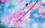 花儿