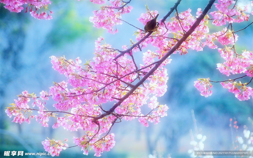 花儿