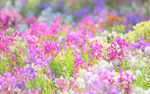 花丛