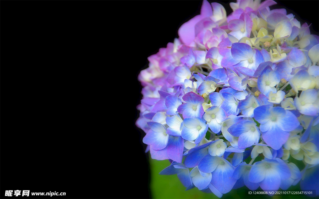 绣球花