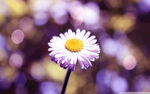 小白花
