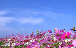 花田