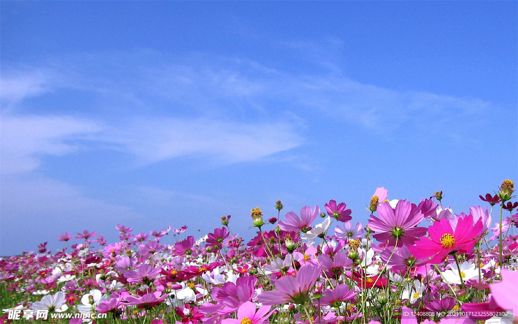 花田