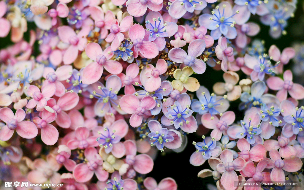 绣球花
