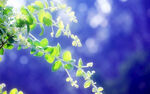 绿芽