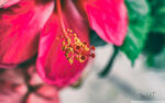 鲜花