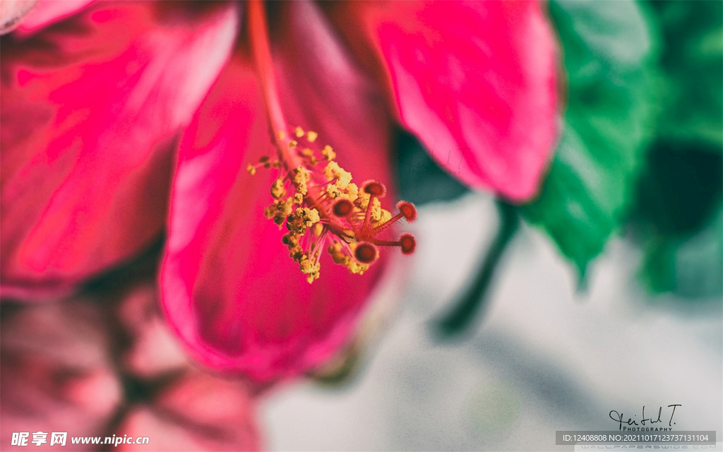 鲜花