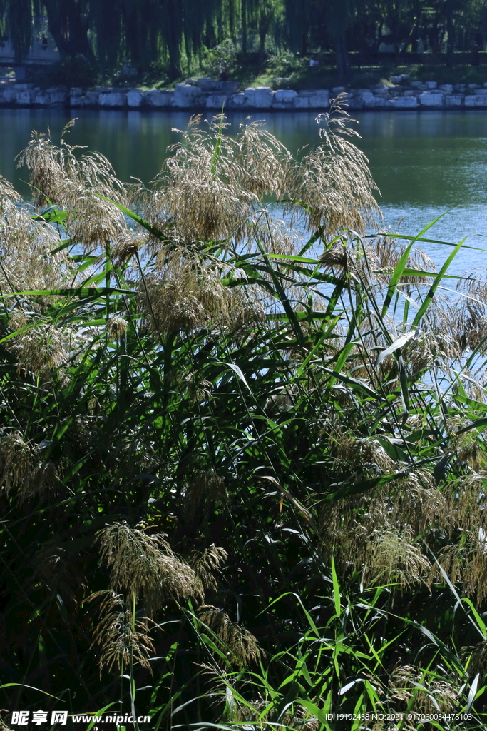 陶然亭风景 