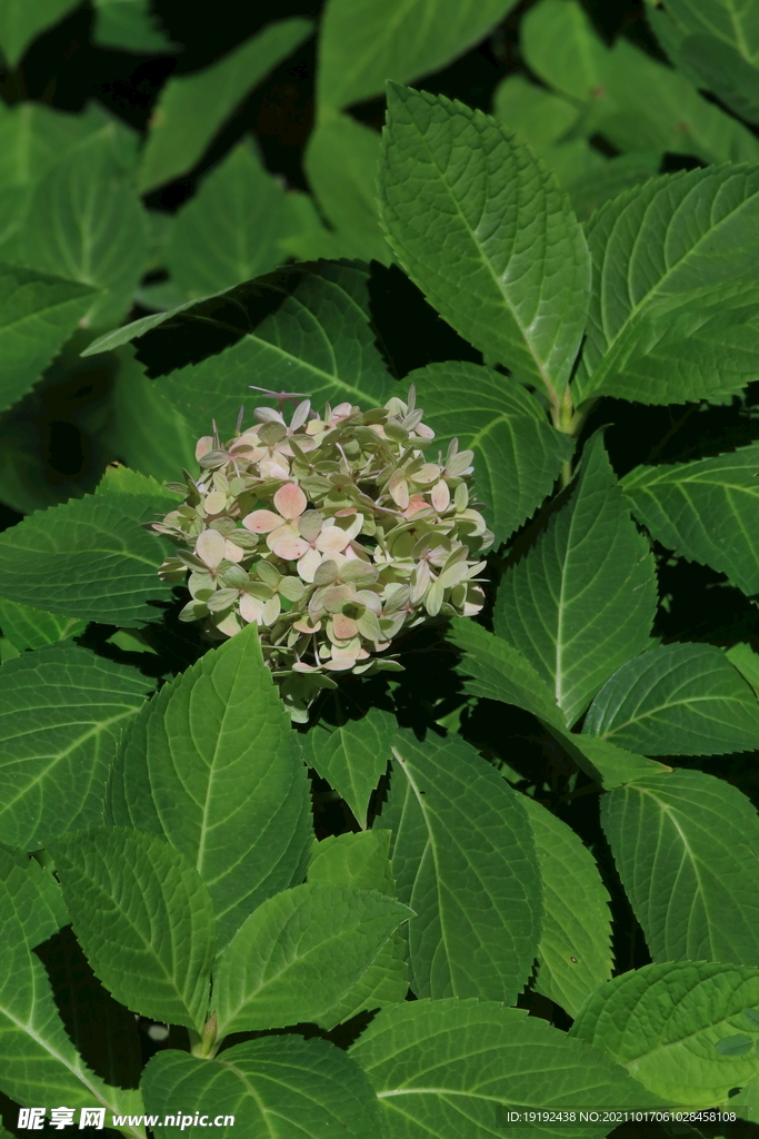绣球花