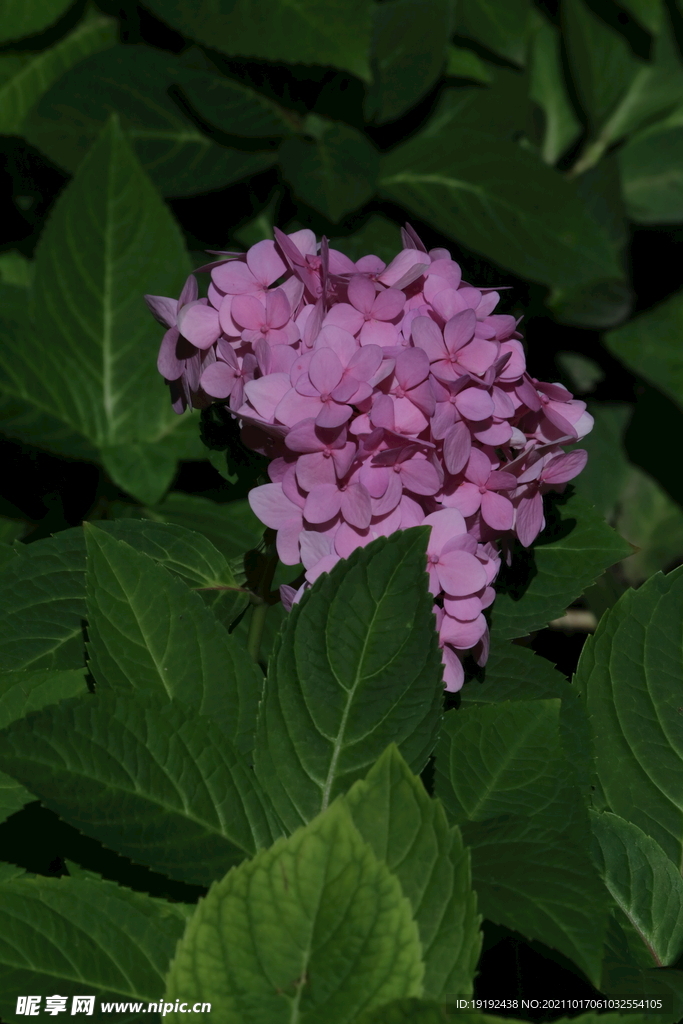 绣球花 