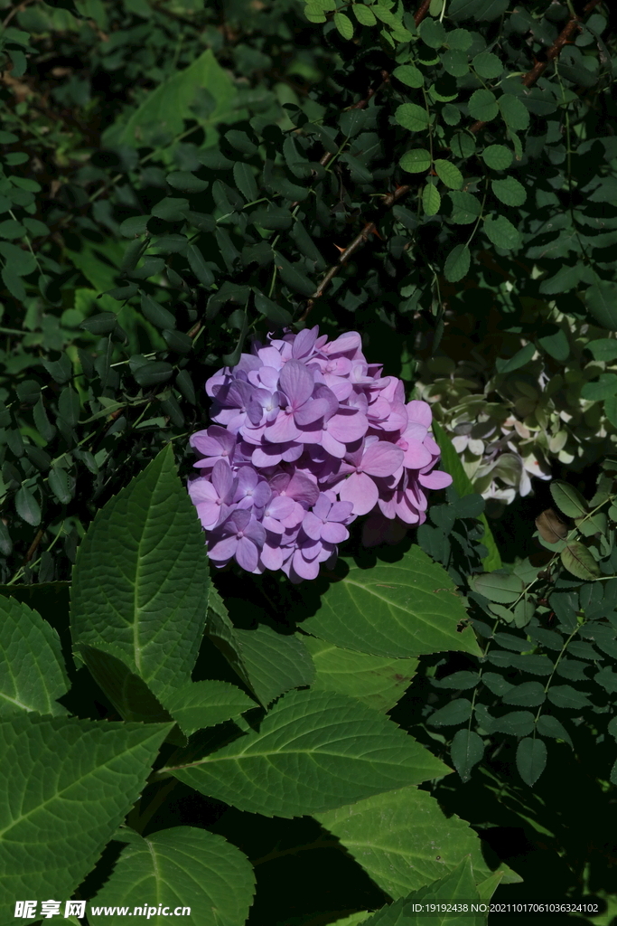 绣球花