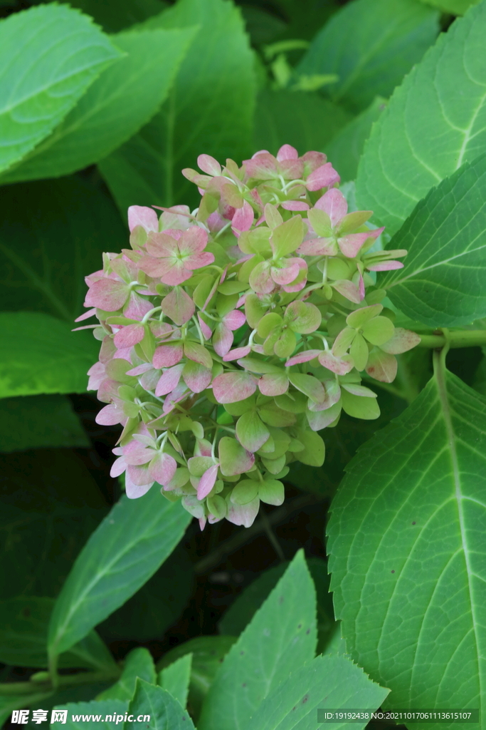 绣球花