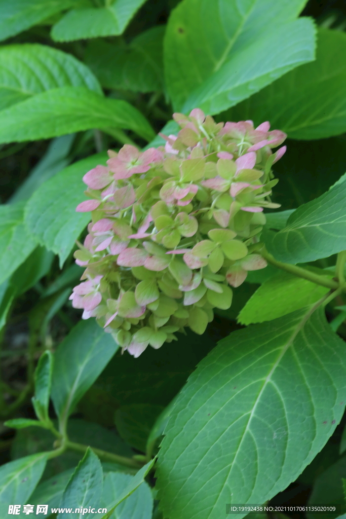 绣球花 