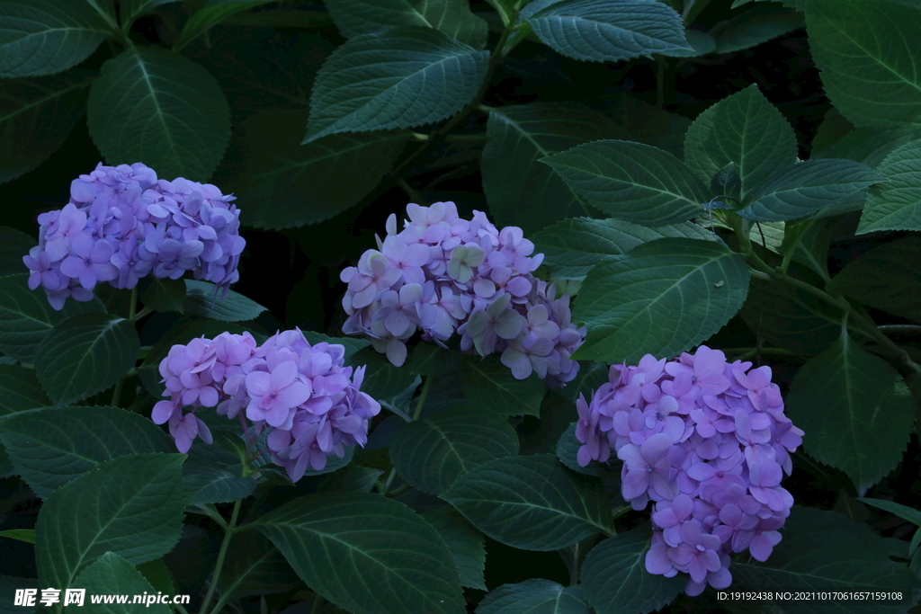 绣球花