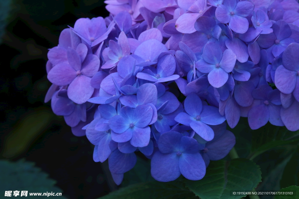 绣球花 