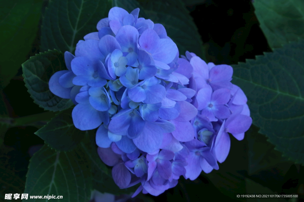 绣球花 