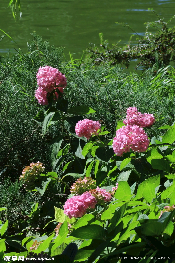 绣球花 