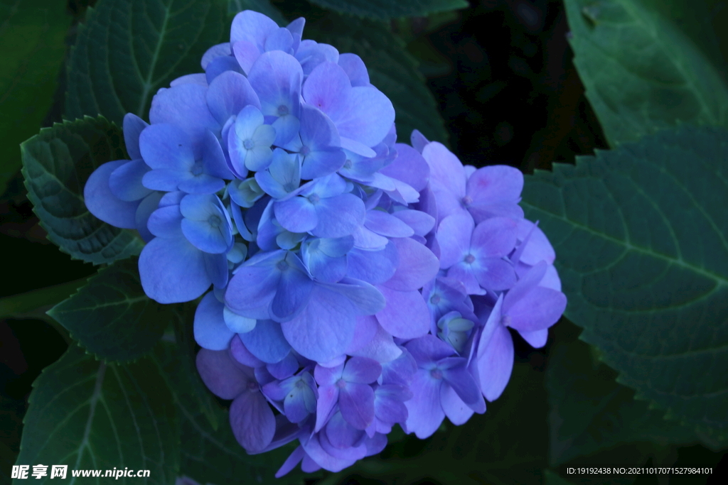 绣球花