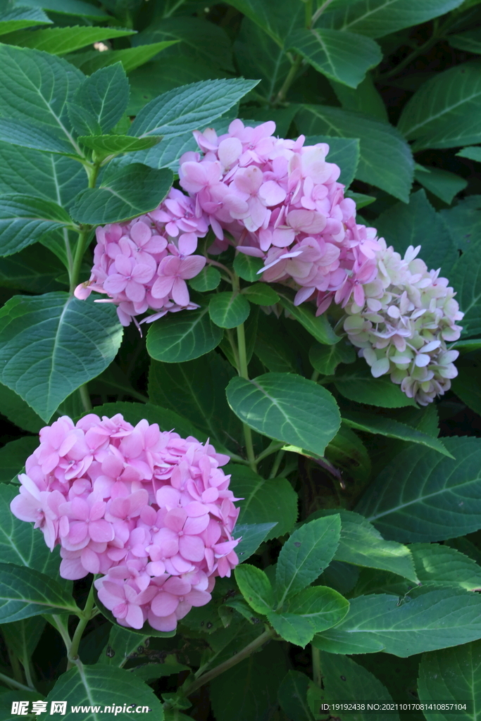 绣球花 