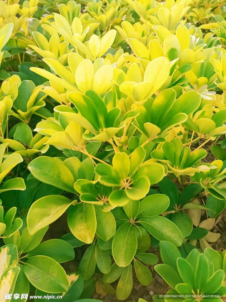 鸭脚木